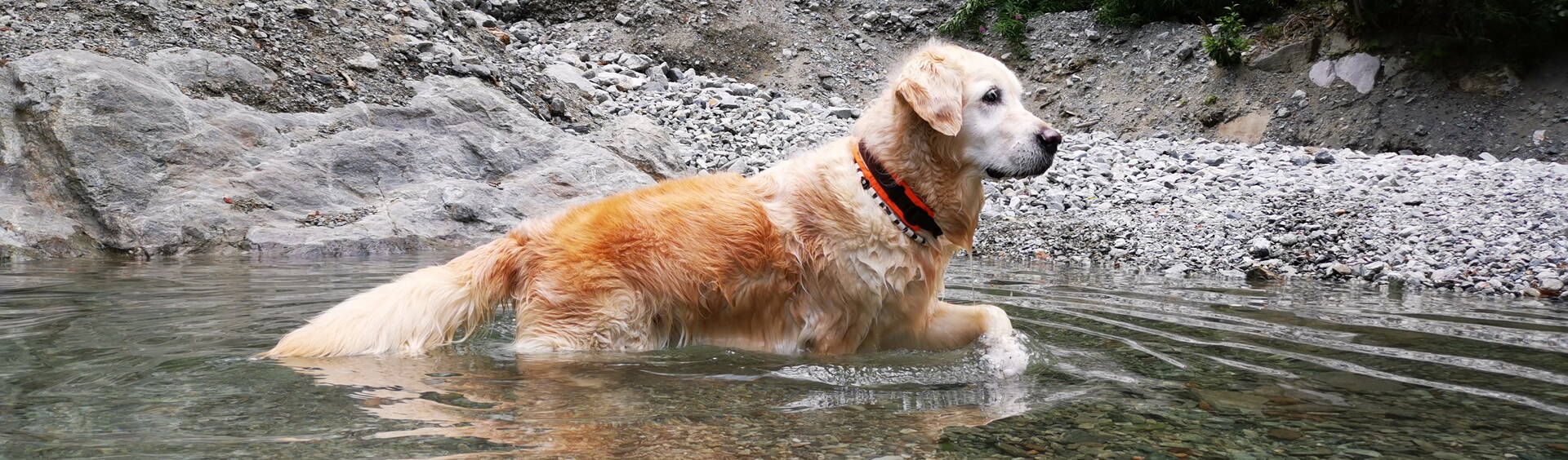 Footstep - Hunde suchen